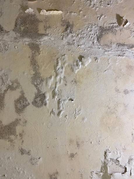 Best Mold Remediation for Specific Building Types in Mountain Park, GA