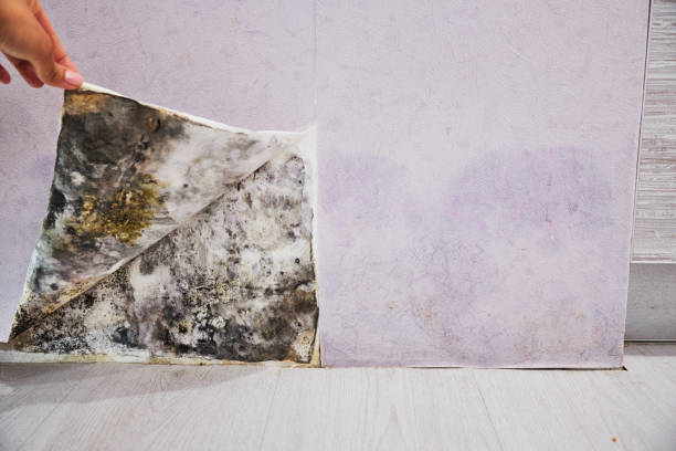Mountain Park, GA Mold Remediation Company